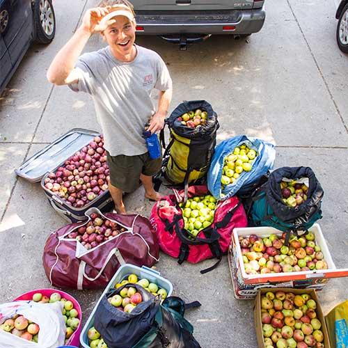 « Falling Fruit » ou le retour du glanage… en ville ! « Falling Fruit » ou le retour du glanage… en ville !